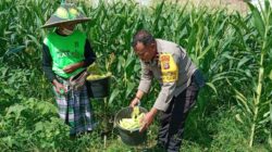 Polsek Labuapi Edukasi Warga Desa Jerneng untuk Tanam Sayur