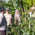 Kolaborasi Polisi dan Petani Banyumulek Dorong Swasembada Jagung