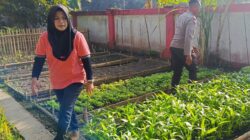 Sinergi Polri dan Masyarakat Kuripan Utara: Dari Pekarangan Menuju Ketahanan Pangan Keluarga
