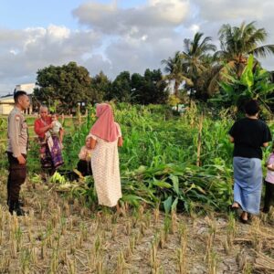 Bhabinkamtibmas Kuripan Utara Turun ke Lahan Dukung Program Pangan