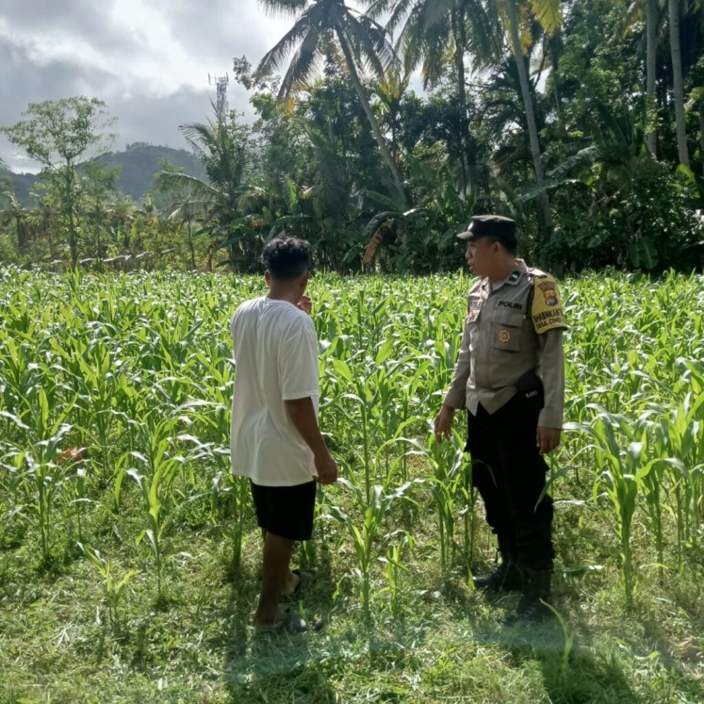 Polri di Tengah Petani Jagung: DDS Bangun Ketahanan Pangan Sekotong