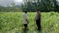 Polri di Tengah Petani Jagung: DDS Bangun Ketahanan Pangan Sekotong