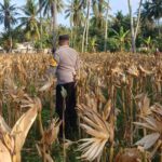 Kehadiran Polsek Gerung di Panen Jagung Desa Giri Tembesi: Simbol Kebersamaan