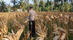 Kehadiran Polsek Gerung di Panen Jagung Desa Giri Tembesi: Simbol Kebersamaan