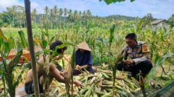 Polisi Hadir di Ladang Jagung Eyat Mayang, Ajak Warga Jaga Pangan dan Kamtibmas