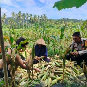 Polisi Hadir di Ladang Jagung Eyat Mayang, Ajak Warga Jaga Pangan dan Kamtibmas