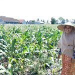 Sinergi Polri dan Petani di Desa Labuapi untuk Perkuat Ketahanan Pangan Nasional