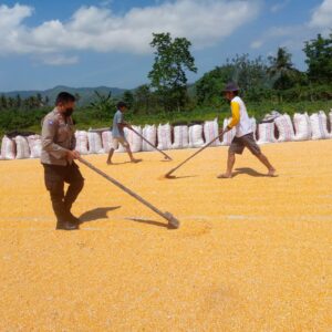 Polri Pastikan Jagung Petani Kuripan Penuhi Standar Bulog 14 Persen Kadar Air