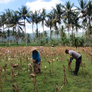 Polsek Gerung Kawal Proses Panen Jagung Petani di Giri Tembesi