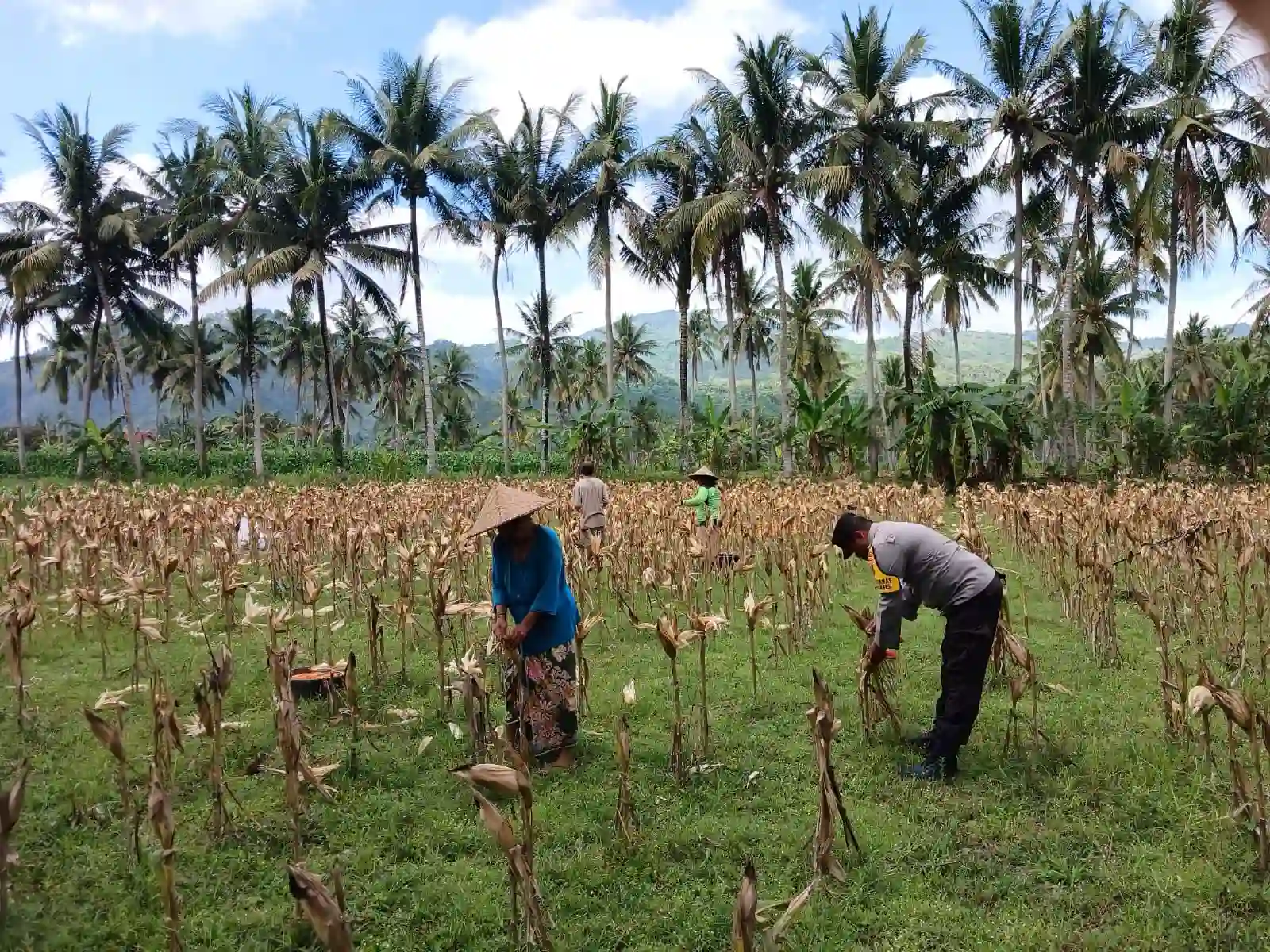 Sinergi Polri dan Petani di Gerung Dorong Stabilitas Harga Jagung
