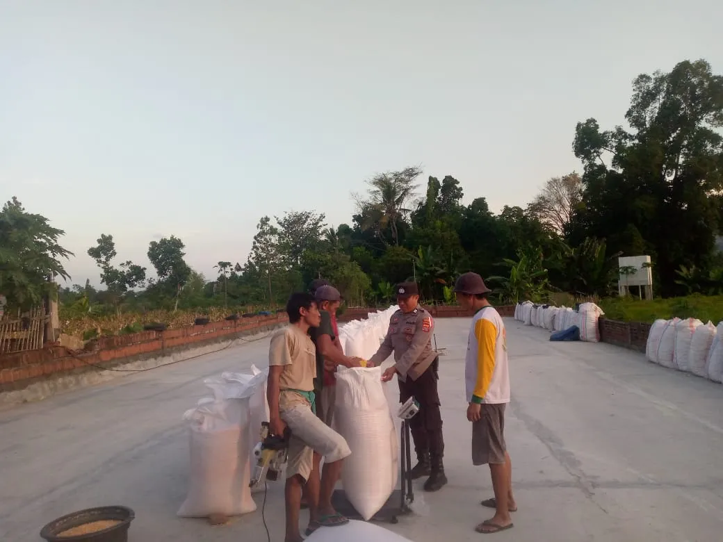 Polsek Kuripan Dorong Ketahanan Pangan Melalui Pendampingan Petani Jagung di Gerung