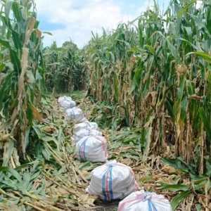 Kolaborasi Polisi dan Petani di Lombok Barat Beri Hasil Panen Melimpah