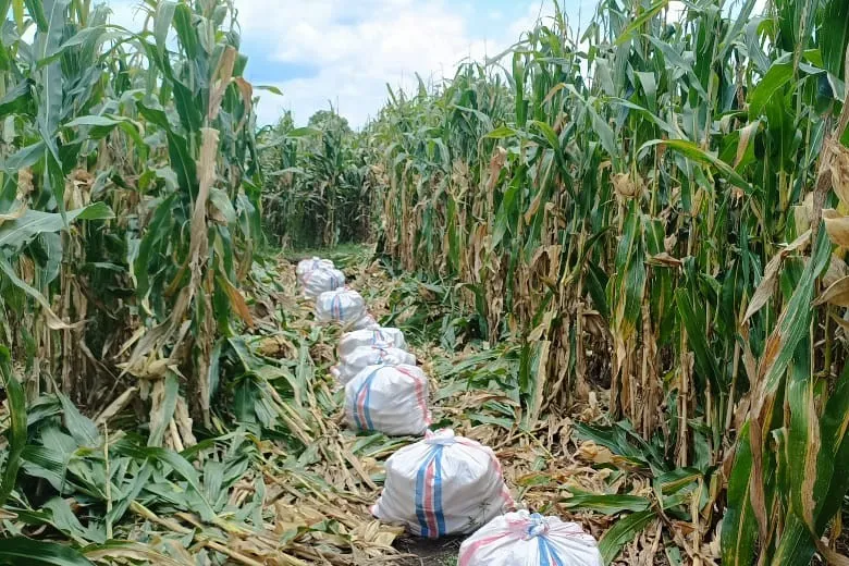 Bhabinkamtibmas Kawal Panen Jagung, Petani Babussalam Tersenyum Lega
