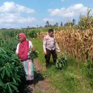 Polisi Turun ke Sawah, Wujud Nyata Ketahanan Pangan di Lombok Barat