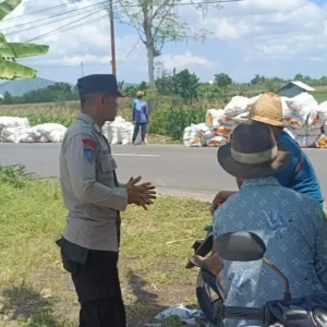 Polri Hadir di Tengah Petani, Panen Jagung di Gerung Berjalan Lancar