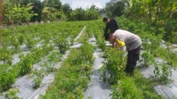 Polri Dukung Ketahanan Pangan: Bhabinkamtibmas Gagas Pemanfaatan Lahan di Desa Jagaraga