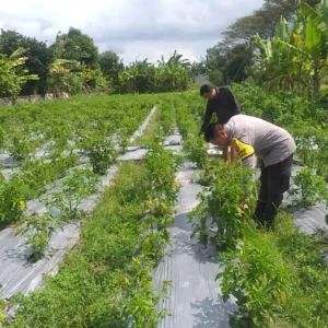 Polri Dukung Ketahanan Pangan: Bhabinkamtibmas Gagas Pemanfaatan Lahan di Desa Jagaraga