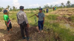Panen Jagung Manis di Karang Bongkot Dihadiri Bhabinkamtibmas