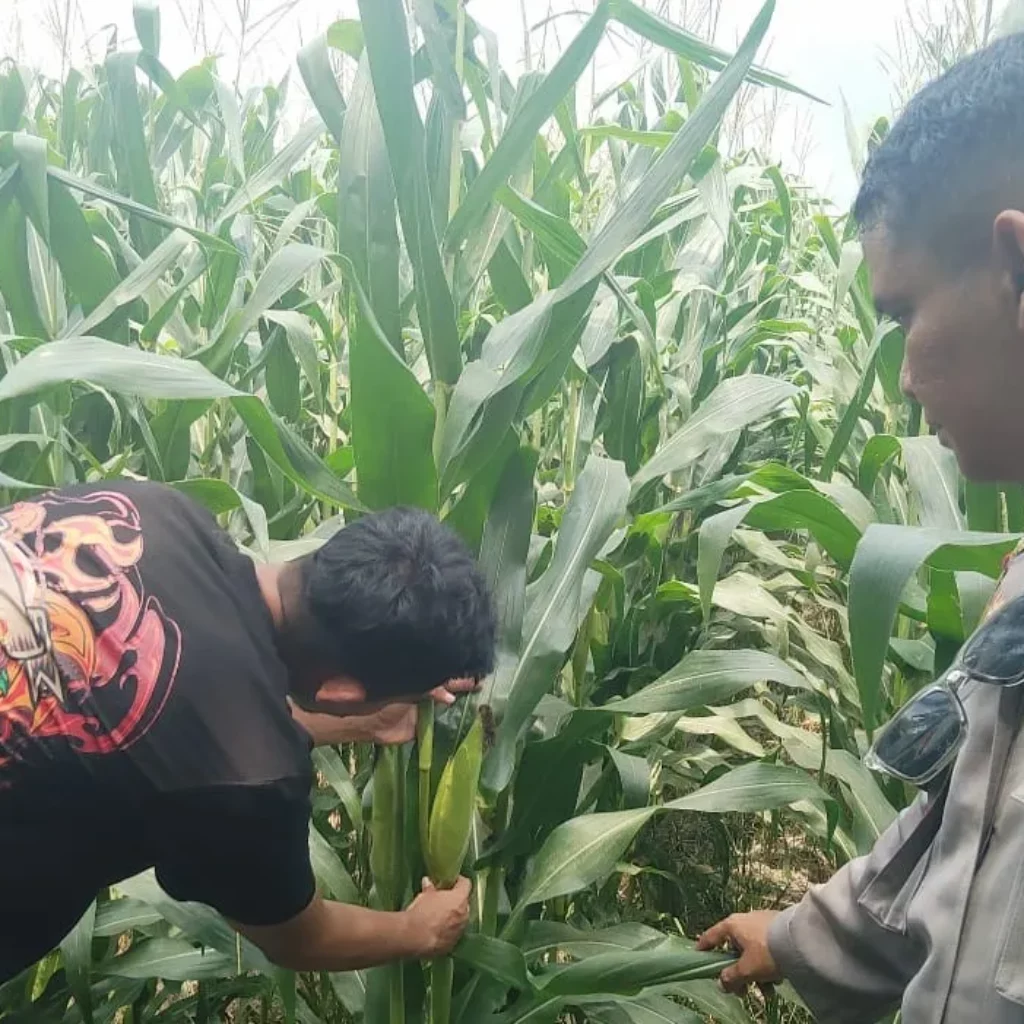 Petani di Kuranji Dalang Tak Alami Kendala Pupuk, Polsek Labuapi Apresiasi