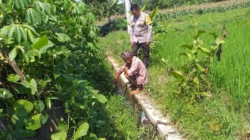 Petani Jagaraga Didorong Polri Tanam Padi dan Jagung untuk Pangan Lokal