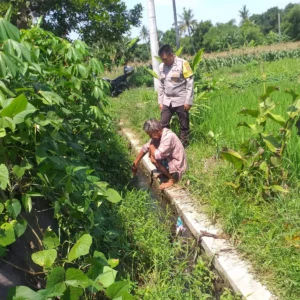 Polri dan Petani Bersatu, Ketahanan Pangan di Kuripan Menguat