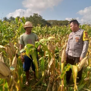 Ketahanan Pangan di Kuripan: Polri Turun Langsung Dampingi Petani