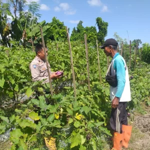Petani di Lombok Barat Termotivasi, Sawah Diubah Jadi Kebun Sayur