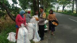 Sinergi Petani dan Polri di Lombok Barat Hasilkan Panen Jagung Melimpah