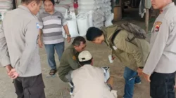 Kualitas Jagung Batulayar Capai Standar BULOG, Polsek Apresiasi Petani