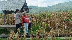Jagung Melimpah, Polri Dukung Ketahanan Pangan di Lombok Barat