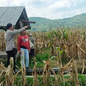 Sinergi Polri dan Petani Babussalam Hasilkan Panen Jagung 3 Ton Lebih