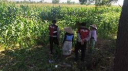 Patroli Ketahanan Pangan: Sinergi Polres Lobar dan Petani Jagung