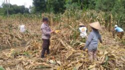 Kemandirian Pangan: Bhabinkamtibmas Kuripan Kunjungi Petani Jagung