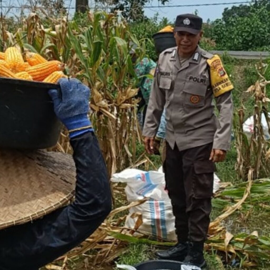 Kabar Baik dari Babussalam: Panen Jagung Sukses, Hasilnya Langsung Diserap Pengepul Lokal