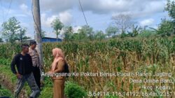 Bhabinkamtibmas Kediri Lobar dan PPL Tinjau Panen Jagung, Jaga Kestabilan Pangan Desa