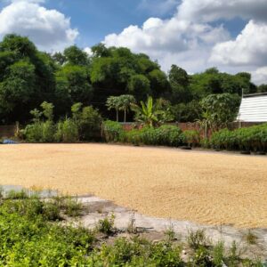 Petani Bagik Polak Didorong Jual Panen ke Bulog demi Harga Stabil