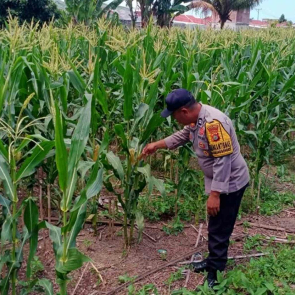 Polri Dukung Swasembada Pangan di Lombok Barat