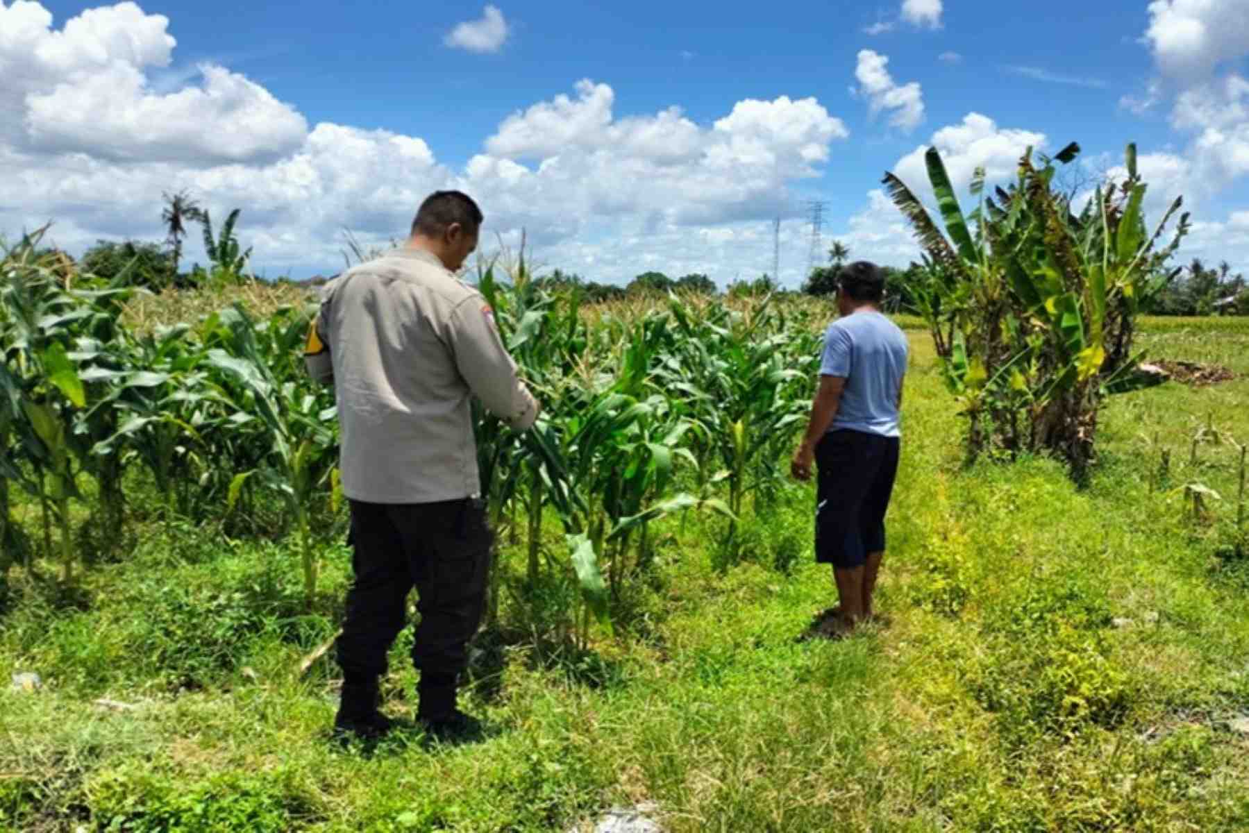 Strategi Polsek Labuapi Dukung Pangan: Jual Jagung ke Bulog & Tanam Pekarangan